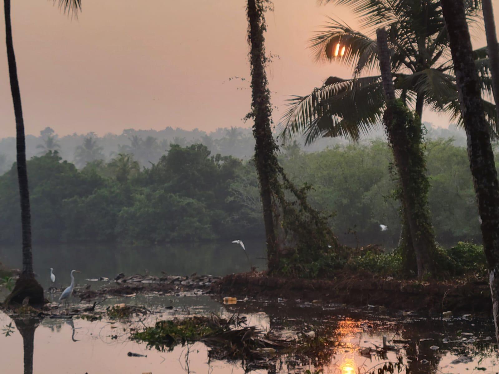 Egrets among mangroves at dusk