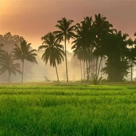 Palm groves and paddy fields at sunrise near Mezhathur